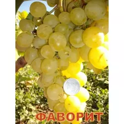 Саженец винограда Фаворит