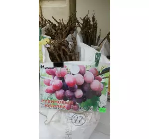 Саженец винограда сорт "Рубиновый юбилей"
