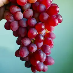 Саженцы винограда Ассоль кишмиш