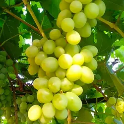 Саженцы винограда сорт Альбина