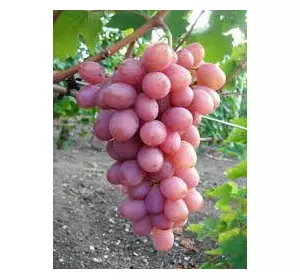 Саженец винограда Гурман Лакомка