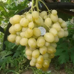 Саженец винограда Ладанный-2