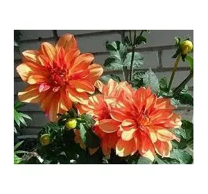 Семена цветов Георгина гибридная Фигаро оранжевая 100 шт
