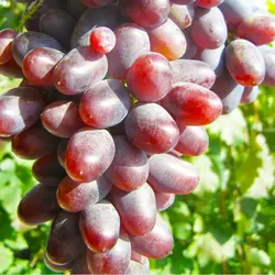 Саженцы винограда сорт Арамис мускат