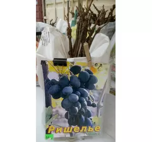 Саженец винограда Ришелье