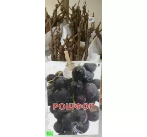 Саженец виноград Рошфор