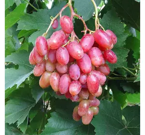 Саженец винограда сорт Юбилей Новочеркасска