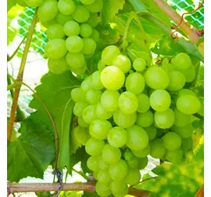 Саженец виноград сорт Мускат Оттонель