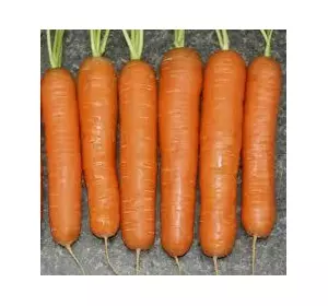 Семена Моркови Нантес 5 0,5 кг. Польша