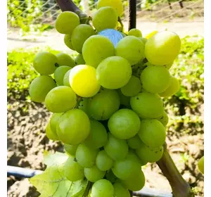 Саженцы винограда сорт Бенефис столовый