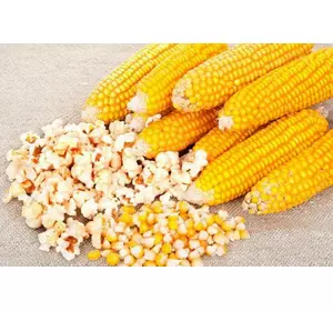 Семена Кукурузы Попкорн 0,5 кг Агролиния