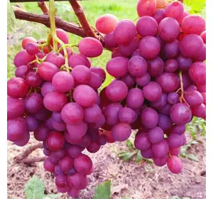 Саженец винограда сорт Ливия