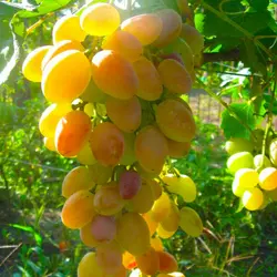 Саженцы винограда сорт Атлант Запорожский