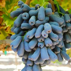 Саженцы винограда сорт Аватар кишмиш
