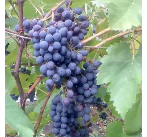 Саженцы винограда сорт Бастардо Магарачский технический
