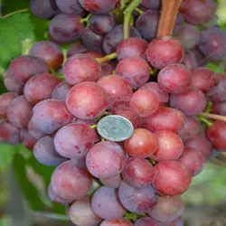 Саженцы винограда сорт Апполон Никопольский мускат