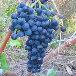 Саженцы винограда сорт Альминский