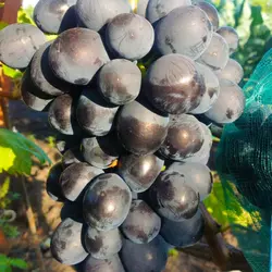 Саженцы винограда сорт Алехандро