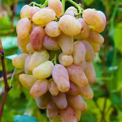 Саженцы винограда сорт Авраам