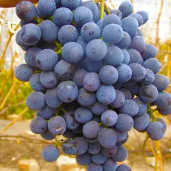 Саженцы винограда сорт Анастасия кишмиш