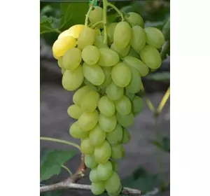 Саженец винограда сорт Монблан