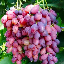 Саженцы винограда сорт Ася