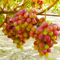 Саженцы винограда сорт Анита