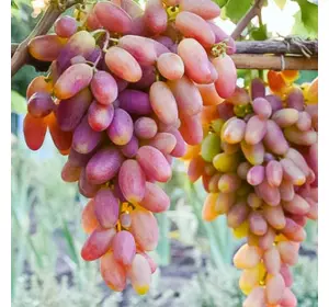 Саженец винограда сорт Преображение