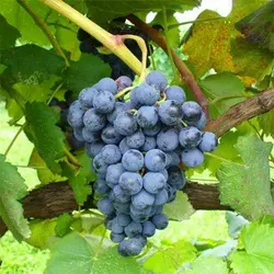 Саженцы винограда сорт Аликант Буше