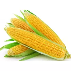 Семена Кукурузы кормовой Фиеста Агролиния 1000 г
