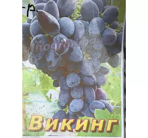 Саженец винограда Викинг 66250