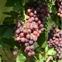 Саженцы винограда сорт Аюта