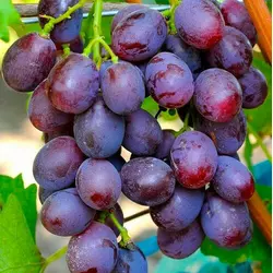 Сажннцы винограда Армани