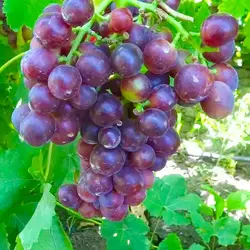 Саженцы винограда сорт Альтаир