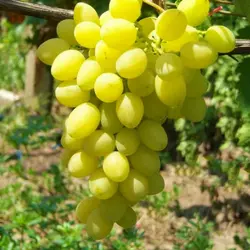 Саженцы винограда сорт Аксинья мускатный
