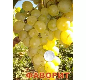 Саженец винограда Фаворит