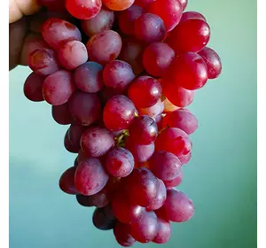 Саженцы винограда Ассоль кишмиш