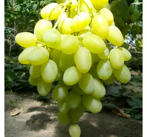 Саженец виноград сорт Ландыш