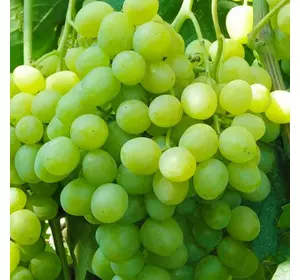 Саженцы винограда сорт Агрус мускат
