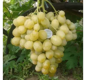 Саженец винограда Ладанный-2