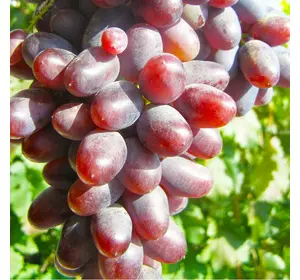Саженцы винограда сорт Арамис мускат