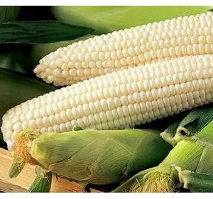Семена Кукурузы 0,5 кг сорт Белая королева