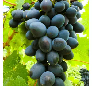 Саженцы винограда сорт Атос
