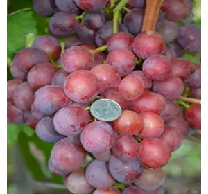 Саженцы винограда сорт Апполон Никопольский мускат