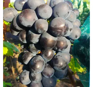 Саженцы винограда сорт Алехандро