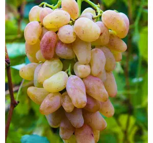Саженцы винограда сорт Авраам