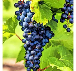 Саженец винограда сорт Молдова