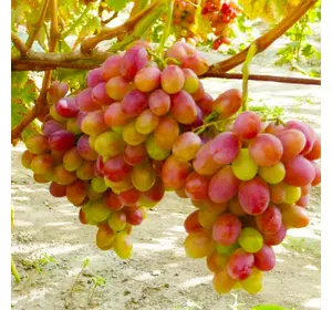 Саженцы винограда сорт Анита