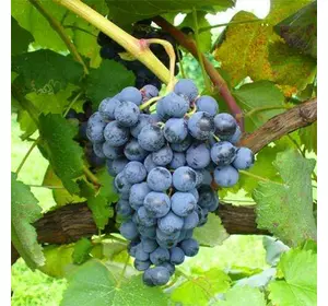 Саженцы винограда сорт Аликант Буше