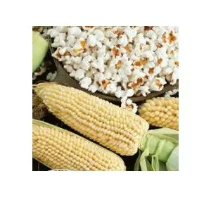 Семена Кукурузы 0,5 кг сорт Поп корн
